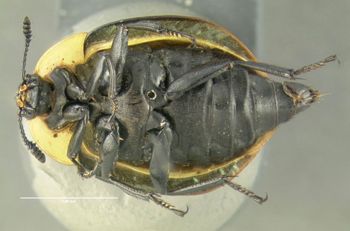 Media type: image;   Entomology 600888 Aspect: habitus ventral view